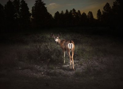 Bambi, Nevada