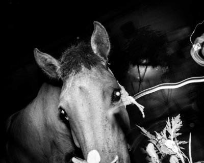 Lost Horse