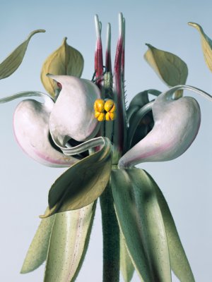 Models_01: Theobroma cacao L.