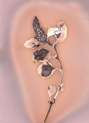 Parietaria officinalis, Villa Literno, Terre des Feux