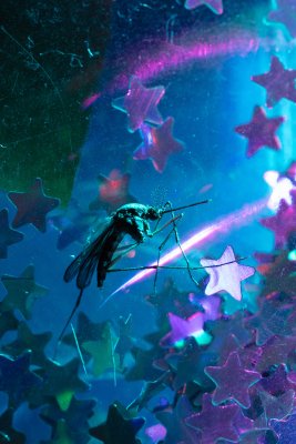 Shooting Star [Étoile filante]