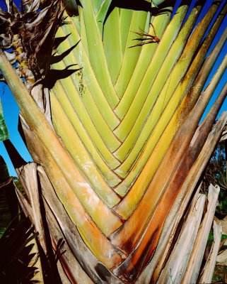 The Traveler's tree, Ampefy, Madagascar