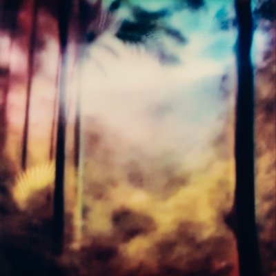 A photo of the forest in Martinique