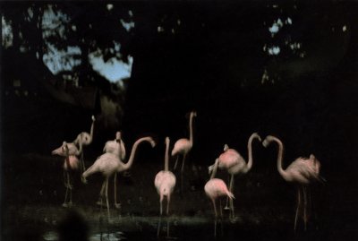 Flamingo Fandango (Painted)