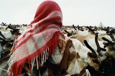 Nenets reindeer herd, Yamal Peninsula, Yar-Sale, Siberia