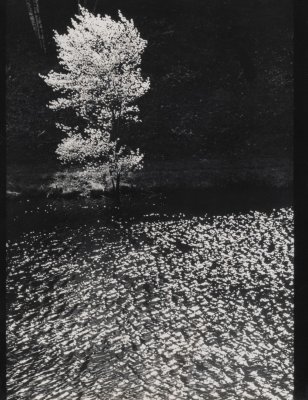 The Shadblow Tree, Umpawaug Farm, Connecticut, United States