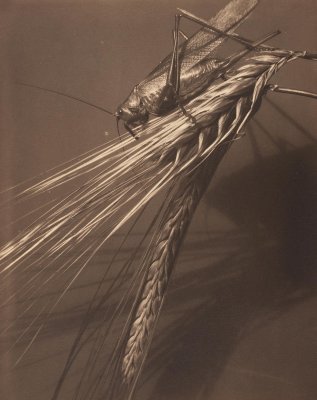 Grasshopper and Wheat Stalk, Voulangis, France